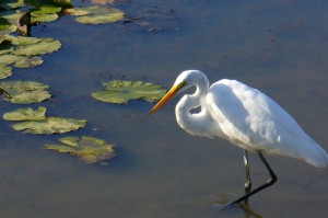 The stately great egret